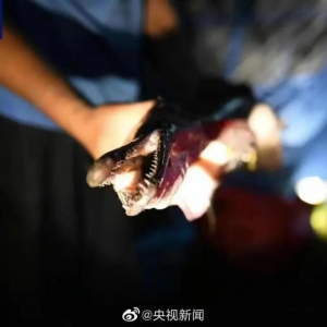 为捕两条鳄雀鳝，抽干 20 多万立方米的湖水，会有问题吗？