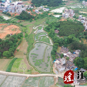 “虾稻共生”引领村民走上致富路