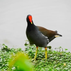 首次发现！洗耳河景观带又添新物种...