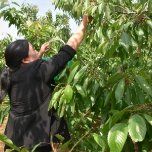 狮子张的大樱桃熟了，笑挂枝头待君摘！