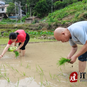 水口镇濠江村：深入贯彻“五五”工作法 抓实抓好粮食生产工作