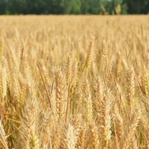 汝州：麦浪翻滚 满目金黄，瓜果蔬菜 满城飘香