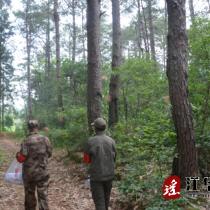 无公害防治松毛虫