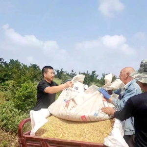 看，麦收期间的汝州第一书记！