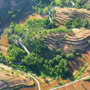 山里的麦子熟啦！漫山梯田如画，乡野麦香迷人！