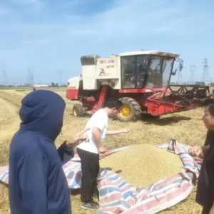 直击麦收一线！汝南街道管控专班确保粮食归仓......