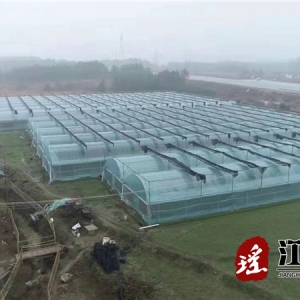草莓棚里种果蔬 全年丰收奔富路
