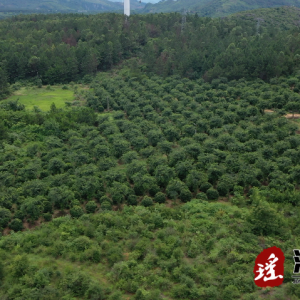 江华界牌乡杜家田村：苗木种植“小产业” 乡村振兴“大文章”