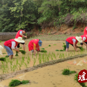 江华湘江乡：志愿服务进田间 粮食生产有保障
