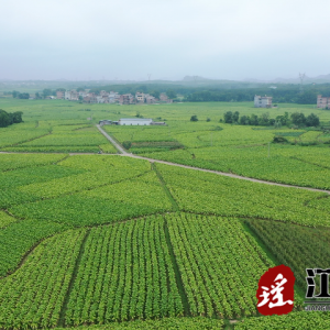 烟叶采烤正当时