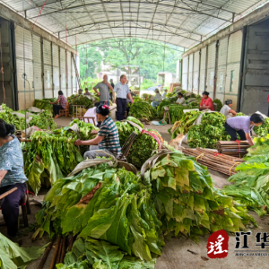 江华涛圩镇：烤烟丰收赶“烤”忙