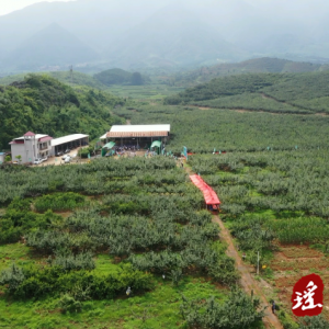 江华：瑶山雪梨抢鲜上市