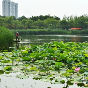 最美不过六月荷！别想着西湖了，汝州这里就藏着一个荷花世界!