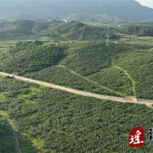 江华：瑶山雪梨开园节 网络直播助农助学