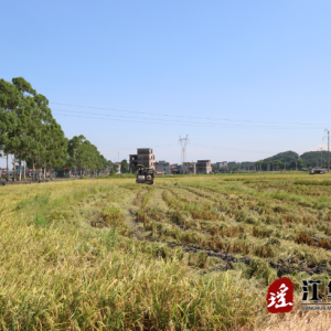 江华涛圩镇：早稻喜开镰，双抢保丰收