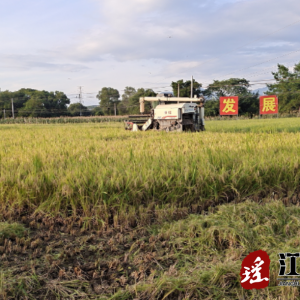 江华白芒营镇万亩早稻全面开镰收割