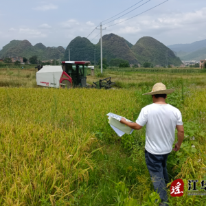 江华水口镇：夏日炎炎迎“双抢”，农忙丰收正当时