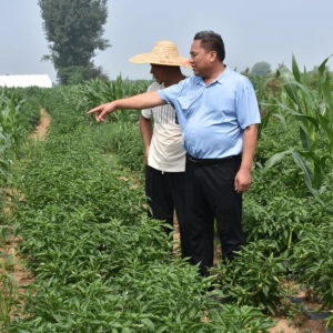 汝州这里80亩辣椒喜获丰收，销路不愁有保障......