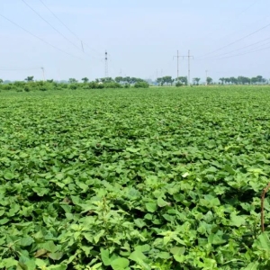 汝州这里有个千亩生态园，种的都是“硒”有物！