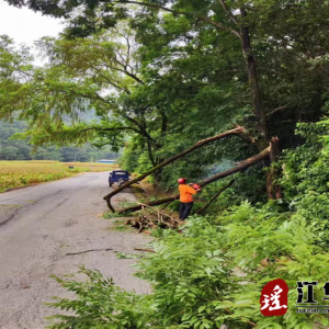 江华公路建设养护中心：清理行道枯树 消除道路安全隐患