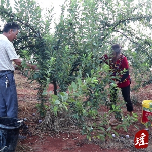 蜂蜜李熟甜如蜜