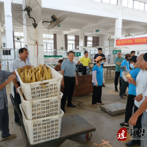 江华大石桥乡：开收烤烟第一秤 拉开烟叶收购序幕