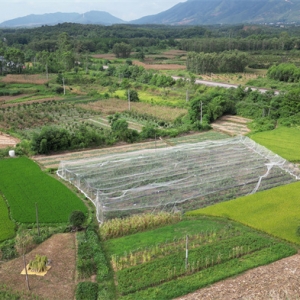 唐守家和他的无花果