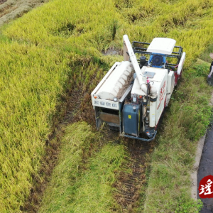 江华码市镇：千亩“象牙香珍”水稻喜获丰收