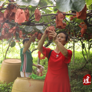 江华：红心猕猴桃游客采摘