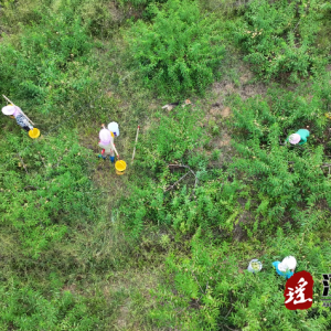 江华大路铺镇大斗村：青桃采摘销售忙