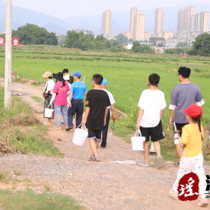 江华：清理福寿螺 守护水稻生长环境
