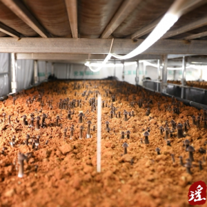 江华：种植黑皮鸡枞菌 铺就增收富裕路