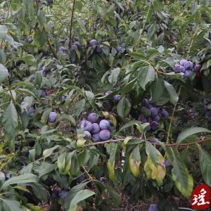 江华：脆红李喜获丰收