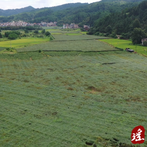 江华码市镇邬陂村：瓜蒌喜丰收 结出“增收果”