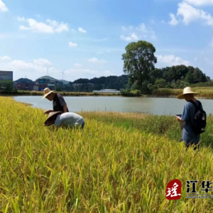 江华统计局：社会经济调查队扎实开展粮食监测调查