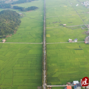 江华涛圩镇：万亩稻田美丽画卷