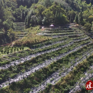 江华：双节假期 特色水果采摘受欢迎