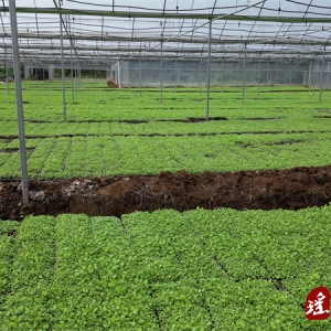 江华：机械育苗 省时省力