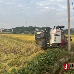 江华沱江镇沱岭村：最是金秋好时节 稻花香里说丰年