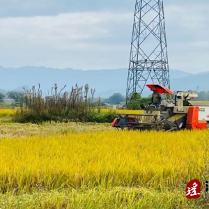 江华白芒营镇：晚稻喜丰收 田间收割忙