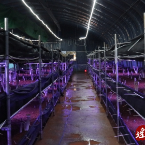 江华沱江镇：小小食用菌撑开富民大伞