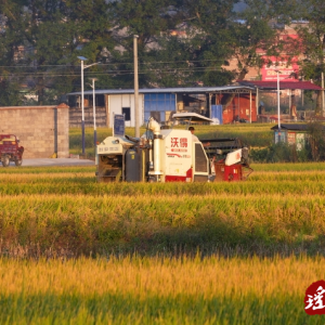 江华：田中好“丰”景 晚稻收割忙