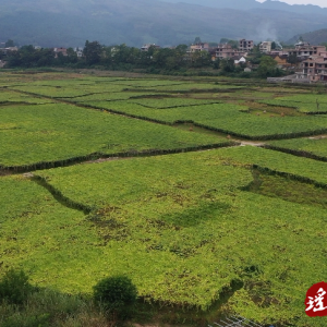 江华大圩镇：罗汉果囤积 干群妙招减损失