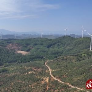 江华：霜降到 油茶采摘正当时