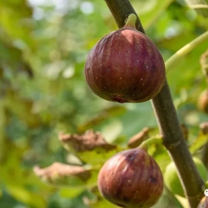 汝州这里种的啥“果妹儿”？又大又甜不施化肥，现可采摘了……