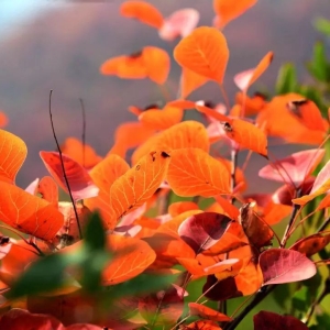 一起去大峪，感受汝州金秋的魅力吧！