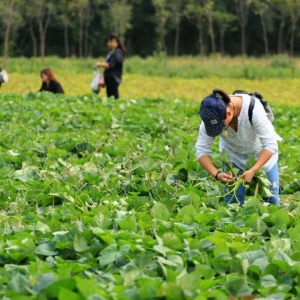 这些年，我与红薯的那些事儿......