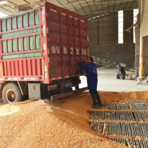 秋粮收购和销售情况如何？汝州如何保障粮食安全？了解一下！