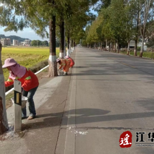 江华公路建设养护中心：开展行道树刷白过冬行动