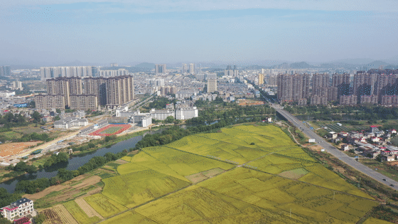 江华沱江镇沱岭：风吹稻浪绘“丰”景